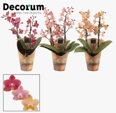 Фаленопсис Boog Mix Decorum, Гор12, Выс45 в интернет гипермаркете «Планета Лета». Фото