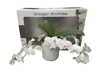 Фаленопсис L'arrangeur D'orchidee, Гор12, Выс40 в интернет гипермаркете «Планета Лета». Фото