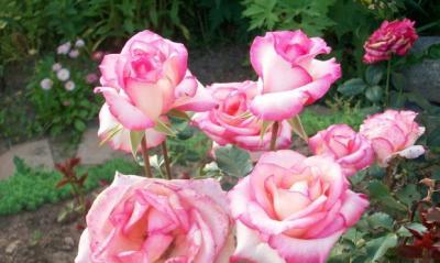 Роза флорибунда Московская красавица C2 Выс30 в интернет гипермаркете «Планета Лета». Фото