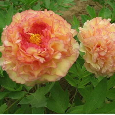 Пион древовидный Кинко/ЦКорЛюкс в интернет гипермаркете «Планета Лета». Фото