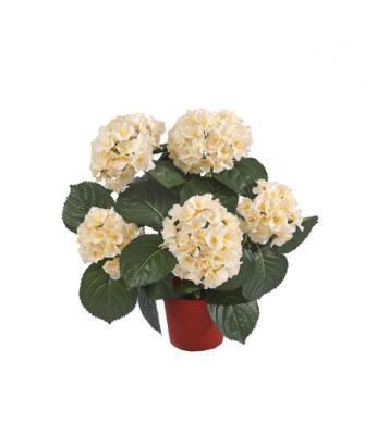Гортензия куст крем-ваниль 35 см в горшке 20.6250CR в интернет гипермаркете «Планета Лета». Фото
