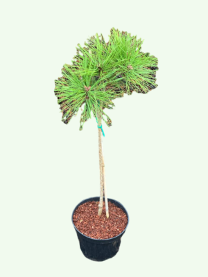 Сосна черная Marie Bregeon штамб, Гор30, Выс40 в интернет гипермаркете «Планета Лета». Фото