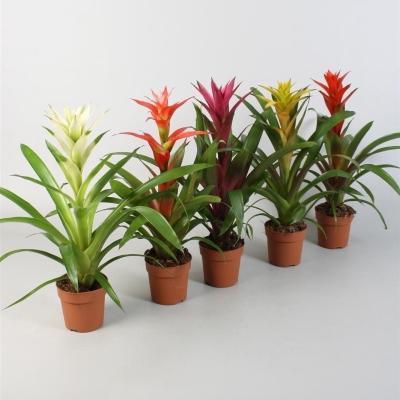 Гузмания Mix, Гор14, Выс70 в интернет гипермаркете «Планета Лета». Фото