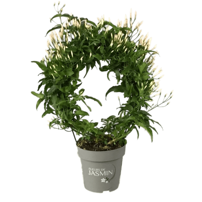 Жасмин Polyanthum, Гор11, Выс30 в интернет гипермаркете «Планета Лета». Фото