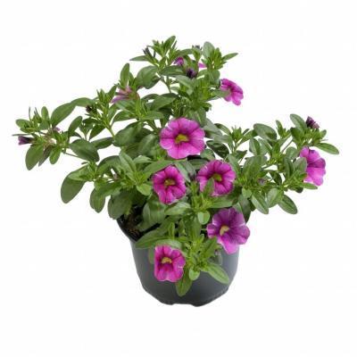 Калибрахоа, Гор13, Выс15 в интернет гипермаркете «Планета Лета». Фото