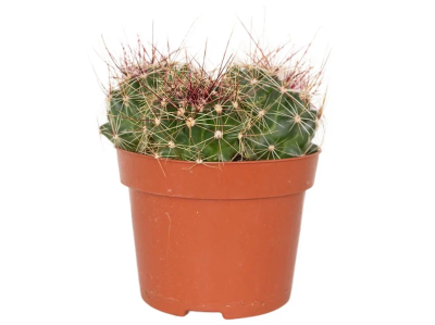 Кактус Hamatocactus Longispina, Гор10, Выс10 в интернет гипермаркете «Планета Лета». Фото