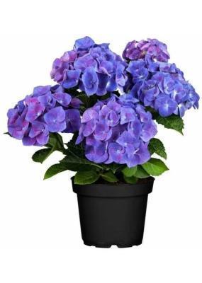 Гортензия крупноцв., Гор24, Выс60 в интернет гипермаркете «Планета Лета». Фото