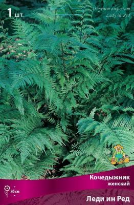 Кочедыжник женский Леди ин Ред (х1) П Питомник растений в интернет гипермаркете «Планета Лета». Фото Кочедыжник женский Леди ин Ред (х1) П в интернет гипермаркете «Планета Лета». Фото