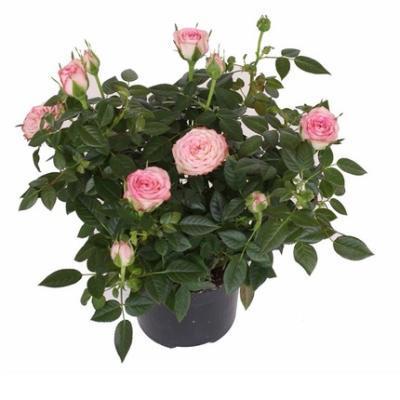 Роза Kordana Carousel Kord, Гор10, Выс27 в интернет гипермаркете «Планета Лета». Фото