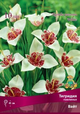 Тигридия павлинья Вайт 5-7/К 10шт ПОИСК в интернет гипермаркете «Планета Лета». Фото Тигридия павлинья Вайт 5-7/К 10шт в интернет гипермаркете «Планета Лета». Фото