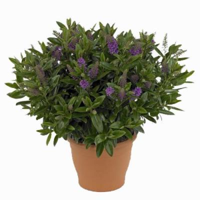 Хебе, Гор15, Выс40 в интернет гипермаркете «Планета Лета». Фото