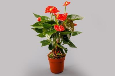 Антуриум Red Love, Гор32, Выс120 в интернет гипермаркете «Планета Лета». Фото