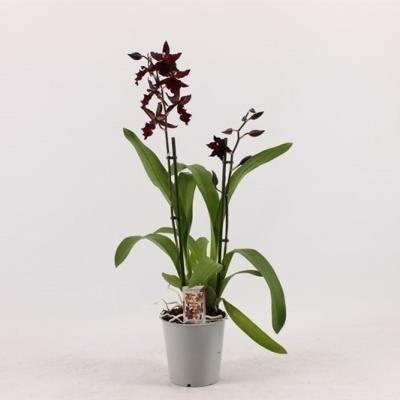 Орхидея Colmanara RED, Гор12, Выс70 Уценка!!! в интернет гипермаркете «Планета Лета». Фото