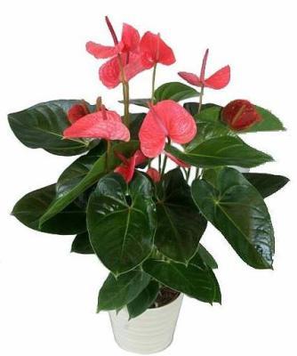 Антуриум Princess Alexia Pink, Гор12, Выс60 в интернет гипермаркете «Планета Лета». Фото