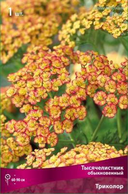 Тысячелистник обыкновенный Триколор/К ПОИСК в интернет гипермаркете «Планета Лета». Фото Тысячелистник обыкновенный Триколор/К в интернет гипермаркете «Планета Лета». Фото