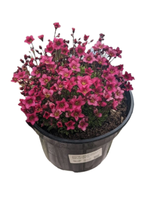 Камнеломка Алпина Эрли Роуз, Гор12 Л в интернет гипермаркете «Планета Лета». Фото