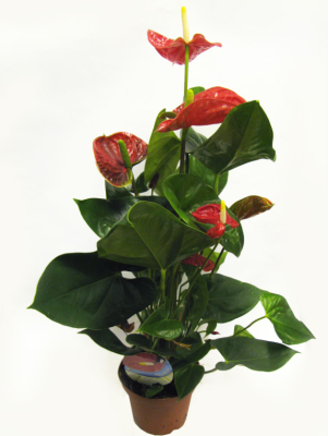 Антуриум Madural, Гор14, Выс55 в интернет гипермаркете «Планета Лета». Фото