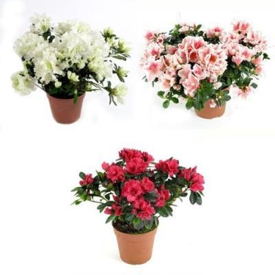 Рододендрон Mix, Гор12, Выс30, I в интернет гипермаркете «Планета Лета». Фото