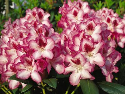 Рододендрон гибридный Хахманс Чармант П в интернет гипермаркете «Планета Лета». Фото