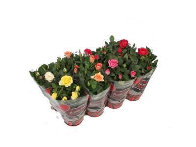 Роза микс, Гор20, Выс25 И в интернет гипермаркете «Планета Лета». Фото