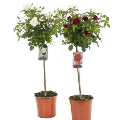 Роза штамб ROSAI IN VARIETA' LV 14 MEZZO FUSTO, Гор32, Выс50-60 И в интернет гипермаркете «Планета Лета». Фото