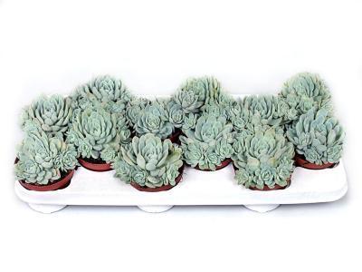 Эчеверия Sonnestraal, Гор15, Выс20 в интернет гипермаркете «Планета Лета». Фото