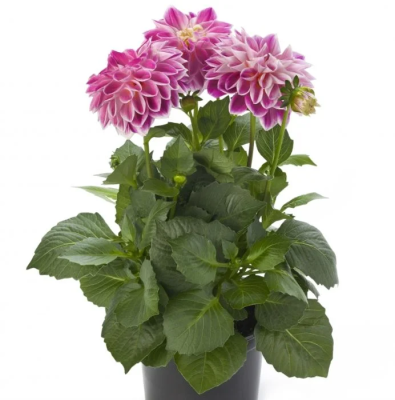 Георгина Далиетта, Гор10,5 М в интернет гипермаркете «Планета Лета». Фото