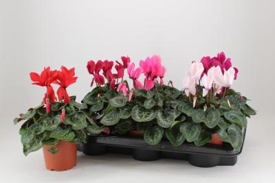 Цикламен крупноцветковый, Гор13, Выс30 М в интернет гипермаркете «Планета Лета». Фото