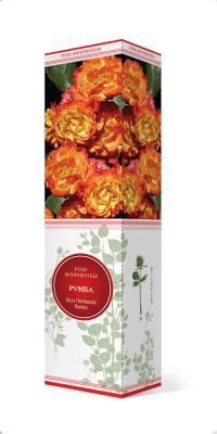 Роза флорибунда Румба/ЦКор П в интернет гипермаркете «Планета Лета». Фото