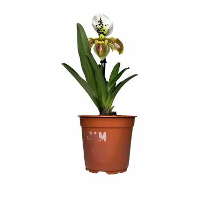 Орхидея Paphiopedilum, Гор9, Выс30 в интернет гипермаркете «Планета Лета». Фото