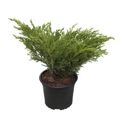 Можжевел.гориз.Andora Compacta, Гор35, Выс90-100 в интернет гипермаркете «Планета Лета». Фото