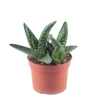 Алоэ Variegata, Гор12, Выс20 в интернет гипермаркете «Планета Лета». Фото