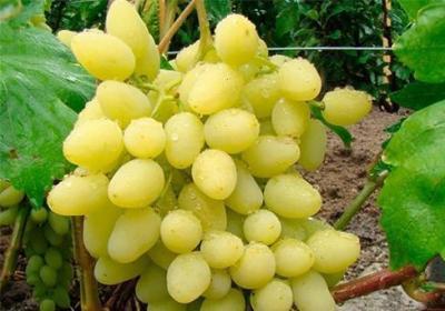 Виноград культурный Долгожданный (туба) в интернет гипермаркете «Планета Лета». Фото