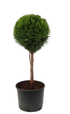 Купрессоципарис LEYL.C.W.GOLD штамб, Гор25, Выс60 И в интернет гипермаркете «Планета Лета». Фото