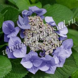 Гортензия крупнолистовая Блаумайзе П в интернет гипермаркете «Планета Лета». Фото