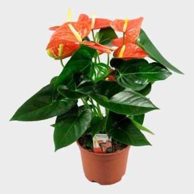 Антуриум Baby Orange, Гор17, Выс55 в интернет гипермаркете «Планета Лета». Фото