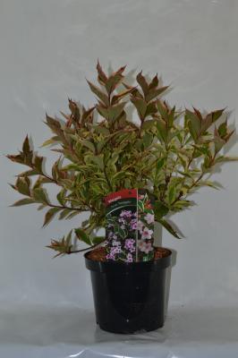 Вейгела Variegata, Гор17, Выс30 в интернет гипермаркете «Планета Лета». Фото