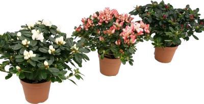 Рододендрон Op Stam на стволе, Гор15, Выс40 в интернет гипермаркете «Планета Лета». Фото