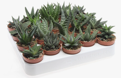 Хавортия, Гор5, Выс7 в интернет гипермаркете «Планета Лета». Фото