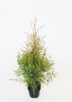 Туя запад.Brabant, Гор19, Выс60 в интернет гипермаркете «Планета Лета». Фото