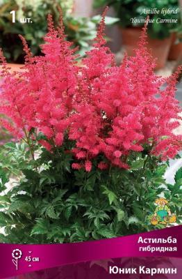 Астильба гибридная Юник Кармин/К в интернет гипермаркете «Планета Лета». Фото