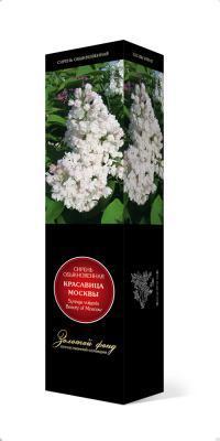 Сирень обыкновенная Красавица Москвы/ЦКор в интернет гипермаркете «Планета Лета». Фото
