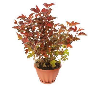 Пузыреплодник калин.Armadillo, Гор19, Выс40-60 в интернет гипермаркете «Планета Лета». Фото