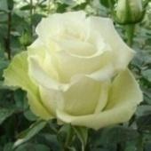 Роза чайно-гибридная Аваланж в коробке Кут в интернет гипермаркете «Планета Лета». Фото