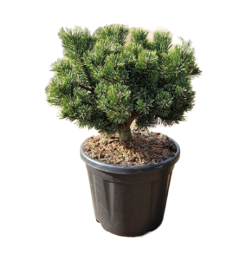 Сосна горная Jacobsen, Гор21, Выс25 в интернет гипермаркете «Планета Лета». Фото