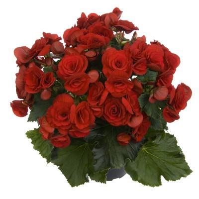 Бегония Red Berseba, Гор12, Выс30 в интернет гипермаркете «Планета Лета». Фото