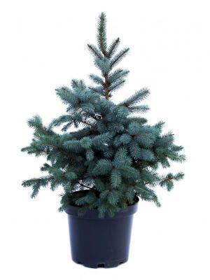 Ель колючая Misty blue, Гор9, Выс10 в интернет гипермаркете «Планета Лета». Фото