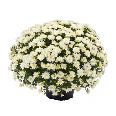 Хризантема ф.шар, Гор19, Выс45 в интернет гипермаркете «Планета Лета». Фото