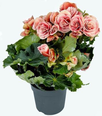 Бегония Barkos/Borias, Гор23 М в интернет гипермаркете «Планета Лета». Фото