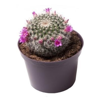 Маммилярия Mania, Гор13, Выс30 в интернет гипермаркете «Планета Лета». Фото